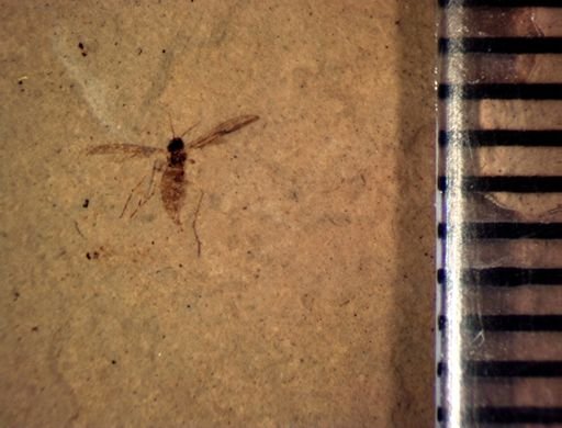 undet. Diptera