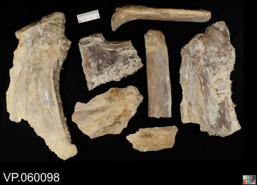 Xiphactinus sp.
