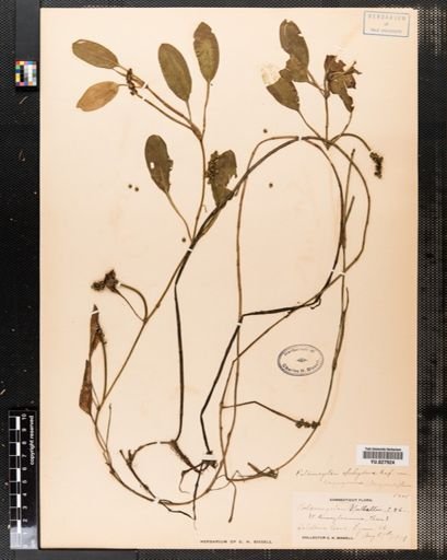 Potamogeton epihydrus
