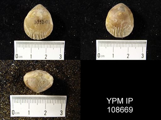 Lissopleura oklahomaensis