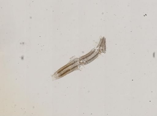 Fluminicola fuscus