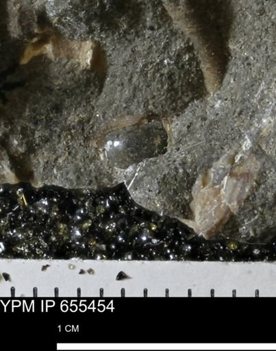 Cylichna volvaria