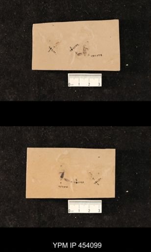 Coleoptera?