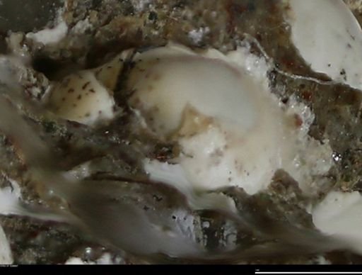 Corbulamella gregaria