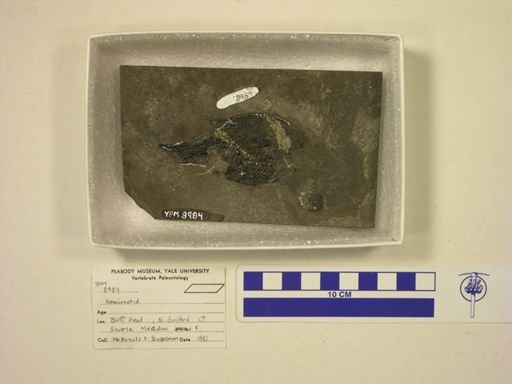 Semionotidae