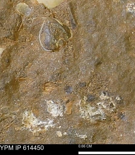 Mollusca
