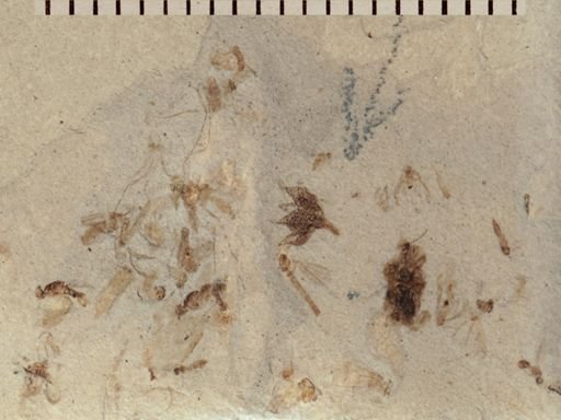 undet. Diptera