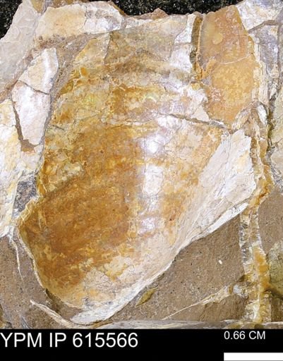 Inoceramus sp.