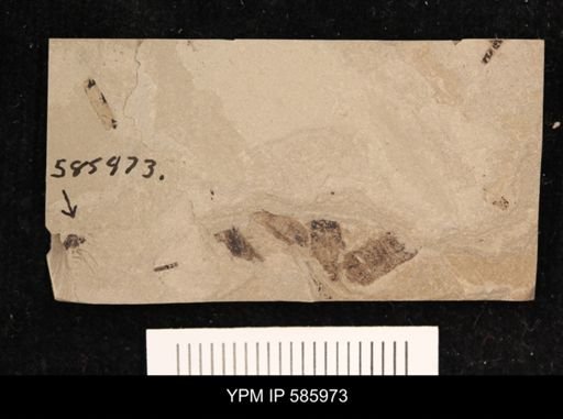 undet. Brachycera