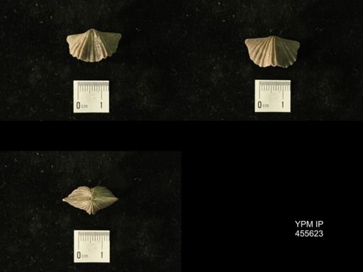 Platystrophia laticosta