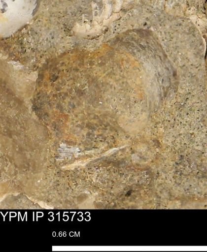 Mollusca