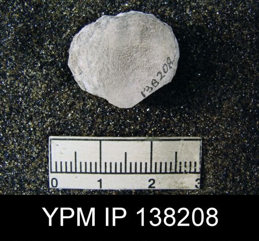 Athyris capillata