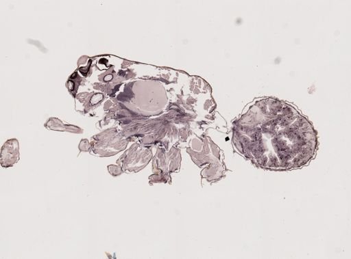 Araneae