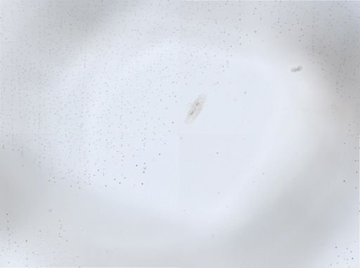 Hypotrichia