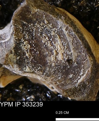 Limopsis striatopunctatus