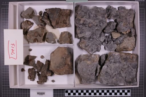 mixed taxa, stratigraphic collection