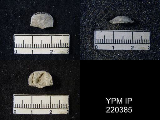 Chonetes sp.