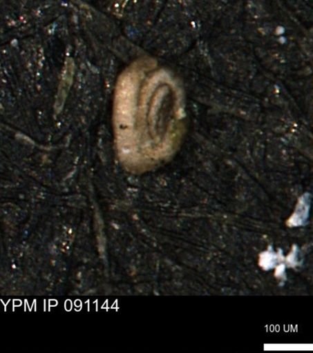undet. Foraminiferida