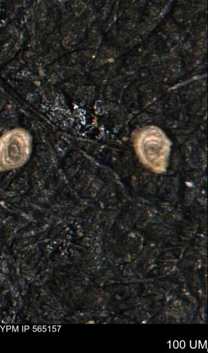 Spirolocammina subcircularis