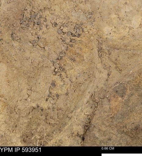 undet. Ammonoidea