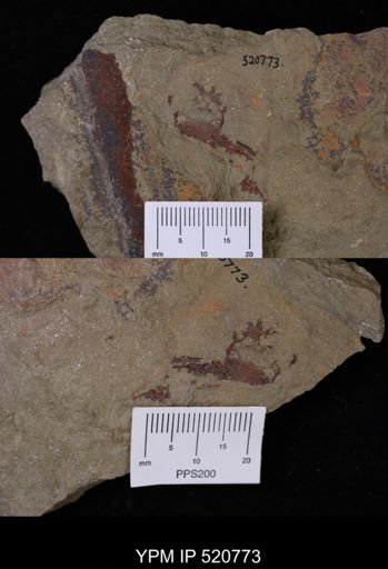undet. Stylophora