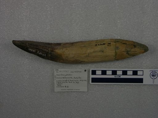 Coryphodon sp.