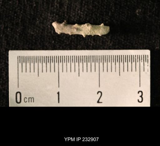 undet. Echinoidea