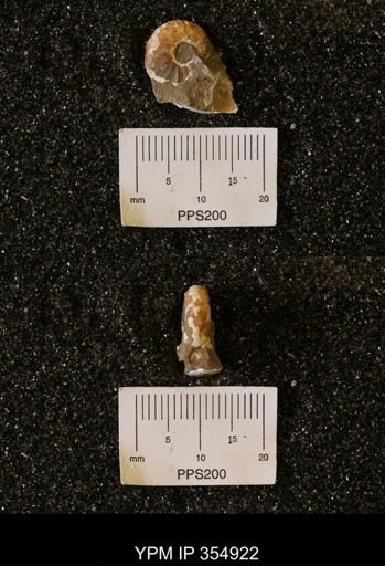 Discoscaphites