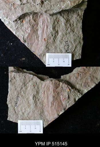 Archaeoconularia?