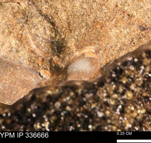 undet. Bivalvia