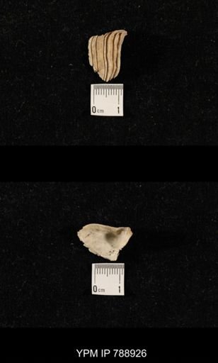 undet. Brachiopoda