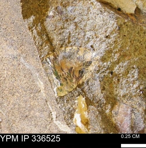 undet. Ammonoidea