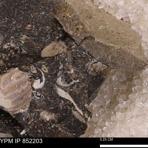 undet. Bivalvia