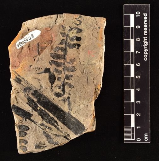 Cladophlebis denticulata