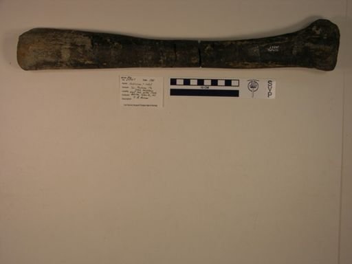Hadrosauridae?