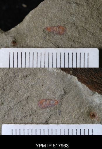 undet. Synziphosurina