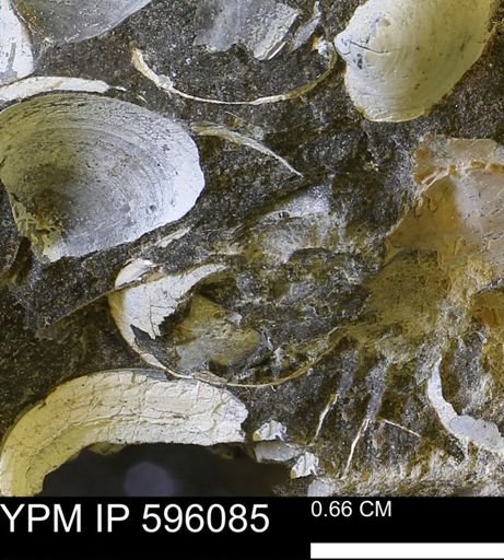 undet. Bivalvia