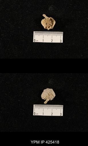 Meekella skenoides