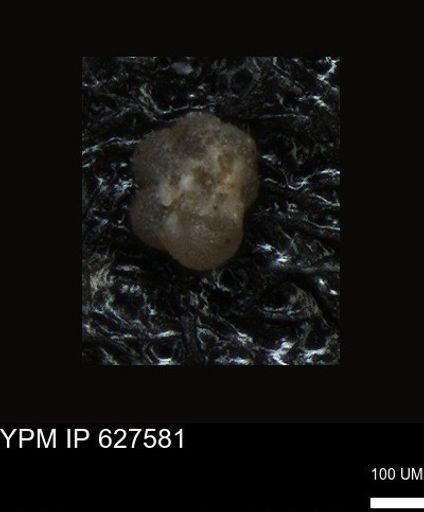 undet. Foraminiferida