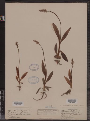 Spiranthes lucida