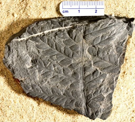 Pecopteris muricata