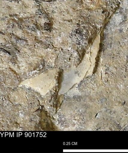 Inoceramus sp.