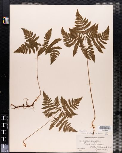 Dryopteris