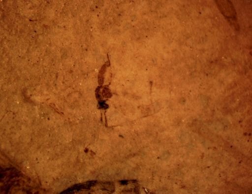 Hymenoptera?