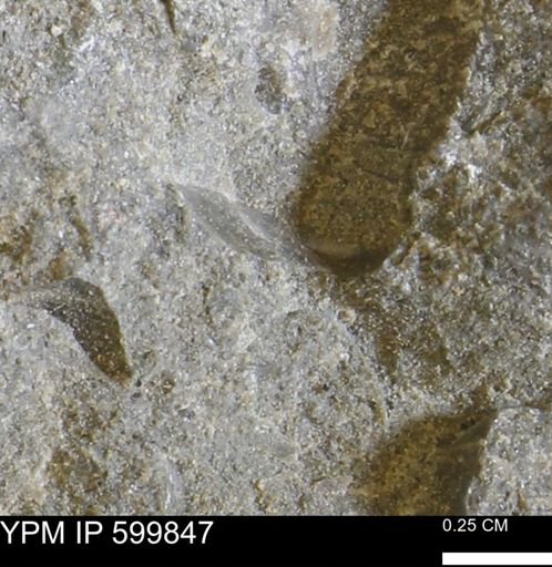 Protocardia subquadrata