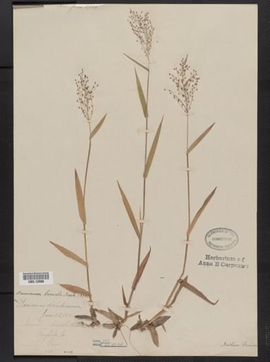 Panicum boreale