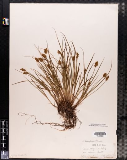 Carex crawfordii