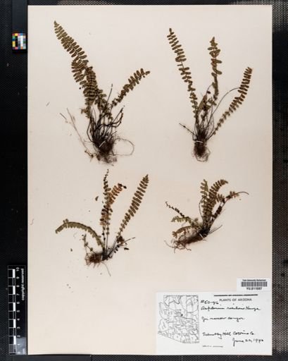 Asplenium resiliens