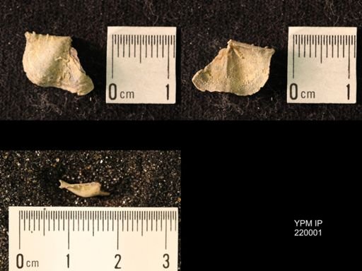 Chonetes sp.