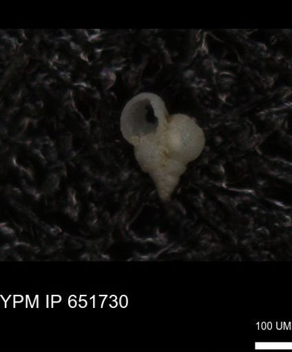 undet. Heterohelicidae